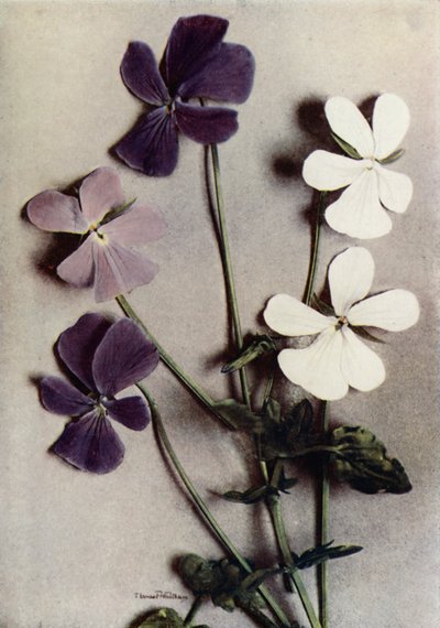 Trois variétés de Viola Cornuta (photo couleur) - English Photographer