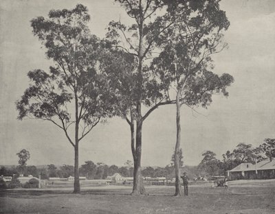 Toongabbie - English Photographer