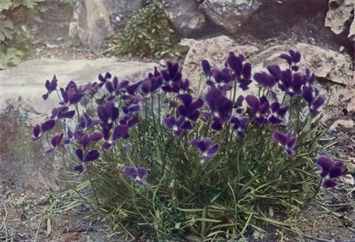 Viola Gracilis (colour photo) - English Photographer