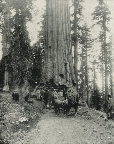 "Wawona" Grand arbre, Mariposa Grove, Californie - English Photographer