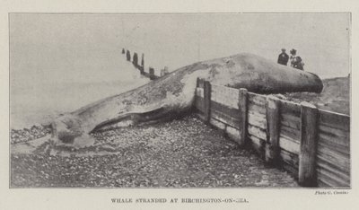 Baleine échouée à Birchington-on-Sea - English Photographer