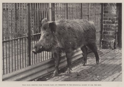 Sanglier, retiré du parc de Windsor et présenté à la Société zoologique par Sa Majesté le Roi - English Photographer