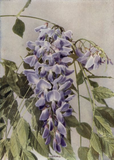Wistaria Chinensis (photo couleur) - English Photographer
