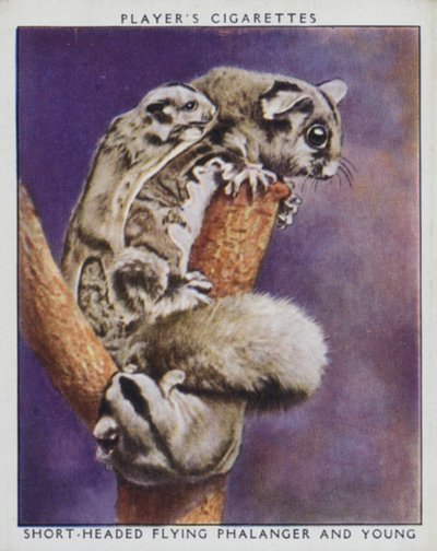 Bébés du zoo : Phalanger volant à tête courte et jeune - English Photographer