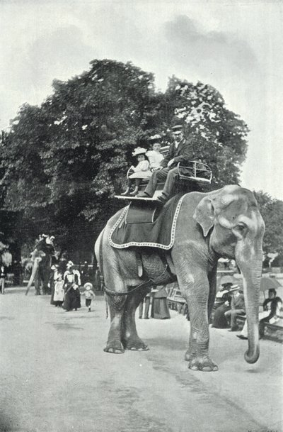 Jardins zoologiques, enfants montant sur les éléphants - English Photographer