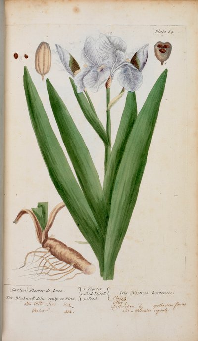 Fleur-de-Lys. Une iris, de 