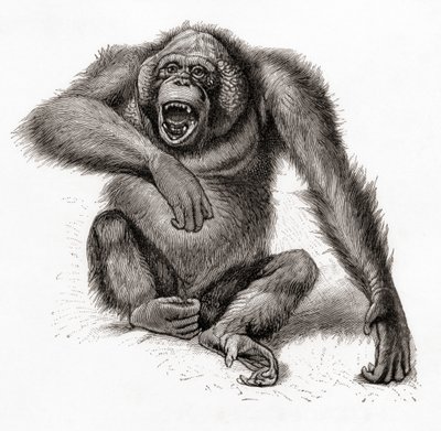 Un orang-outan de Bornéo, Pongo pygmaeus. De Meyers Lexicon, publié en 1924 - English School