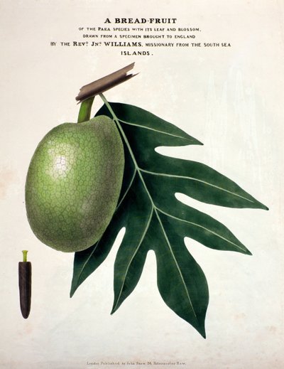 Un fruit à pain, c.1825 - English School