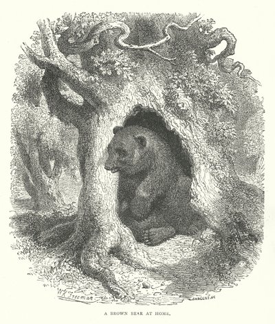 Un ours brun chez lui (gravure) - English School