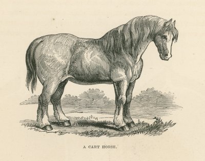Un cheval de charrette (gravure) - English School