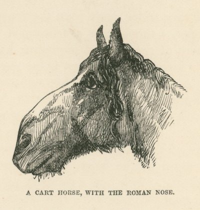 Un cheval de charrette, avec le nez romain (gravure) - English School