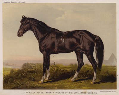 Un cheval Dongola - English School