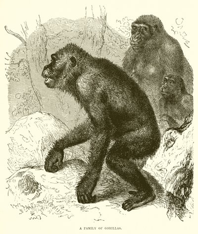 Une famille de gorilles - English School