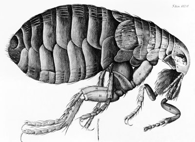 Une puce observée au microscope par Robert Hooke (1635-1703), 1665 - English School