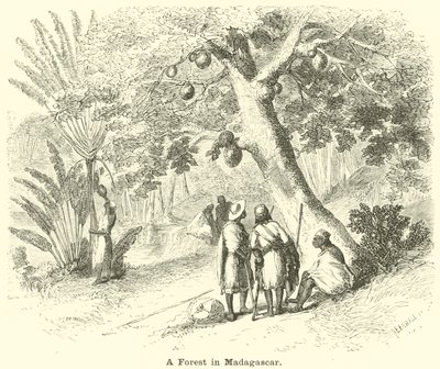 Une forêt à Madagascar - English School