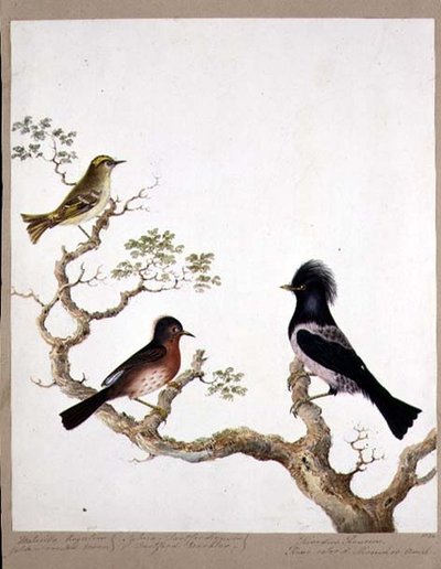 Un roitelet huppé, une fauvette de Dartford et une grive ou ouzel rose, 1824 - English School