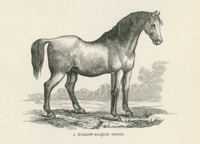 Cheval à dos creux (gravure) - English School