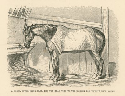 Un cheval, après avoir été saigné, a la tête attachée à la crèche pendant vingt-quatre heures (gravure) - English School