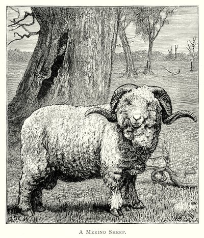 Mouton de Marino (gravure) - English School