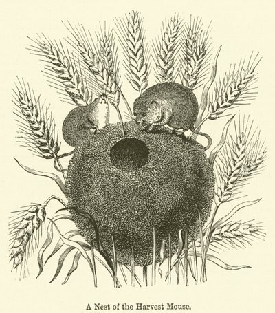 Un Nid de la Souris des Moissons - English School