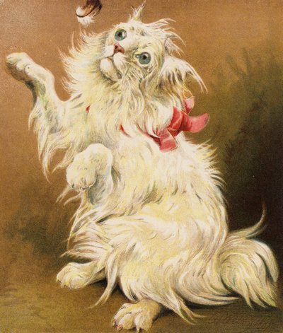 Un chat persan - English School