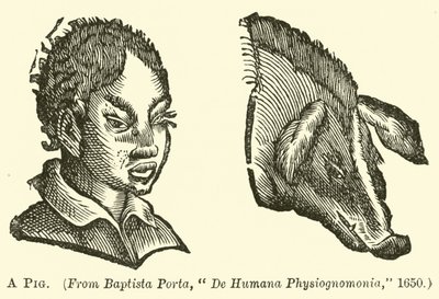Un cochon - English School