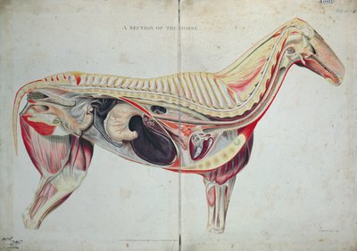 Une section du cheval - English School