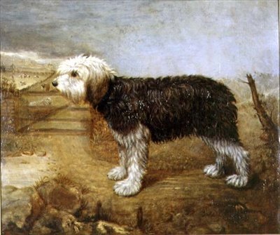 Un Chien de Berger, Champs au-delà - English School