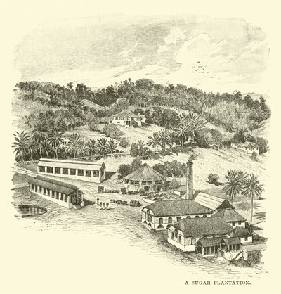 Une plantation de sucre - English School