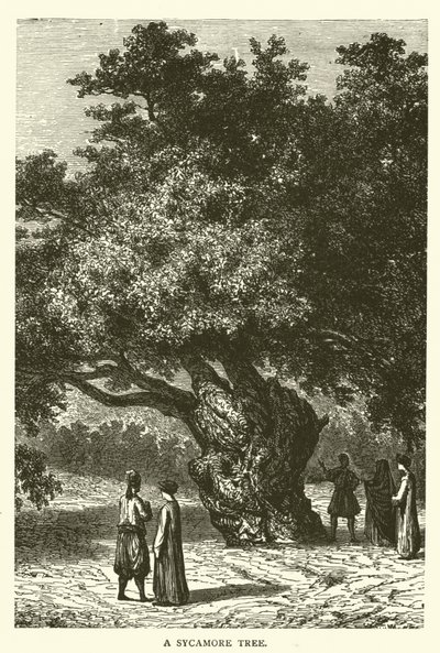 Un sycomore (gravure) - English School