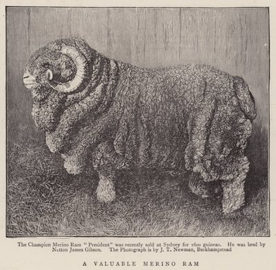 Un Bélier Mérinos Précieux (gravure) - English School