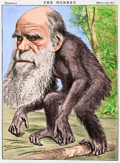 "Un orang-outan vénérable", une caricature de Charles Darwin en singe - English School