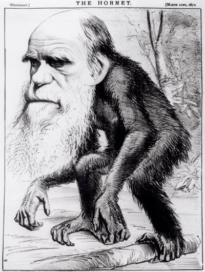 Un vénérable orang-outan, de 