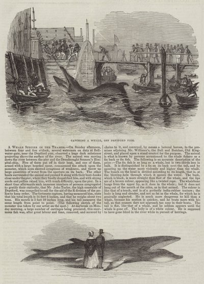 Une Espèce de Baleine dans la Tamise - English School