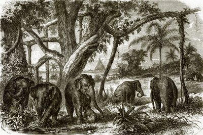 Une forêt à Ceylan - English School