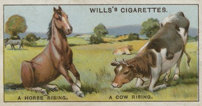 Un cheval se levant et une vache se levant - English School