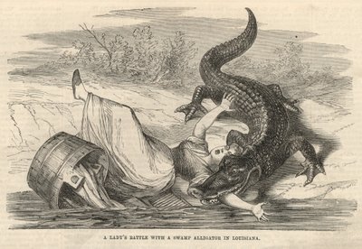 Une dame lutte avec un alligator des marais en Louisiane - English School
