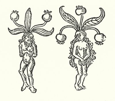 Une paire de mandragores d