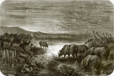 Un étang en Afrique la nuit - English School