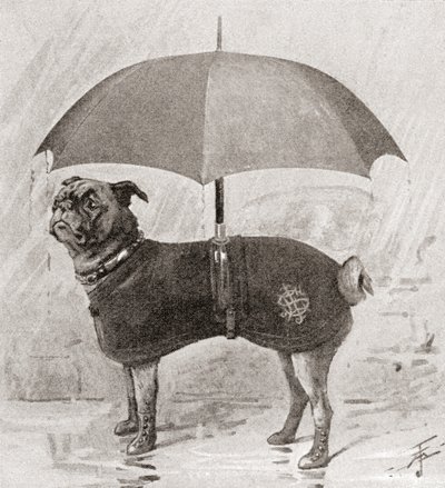 Un carlin portant des bottes, un manteau et un parapluie pour se protéger de la pluie - English School