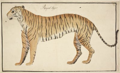 Un tigre royal de la collection du Serfagee de Tanjore - English School