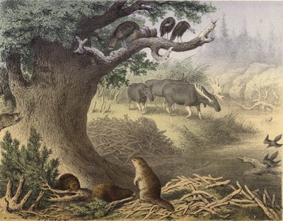 Une scène dans le nord du Canada, le raton laveur, le castor, les dindes sauvages, l