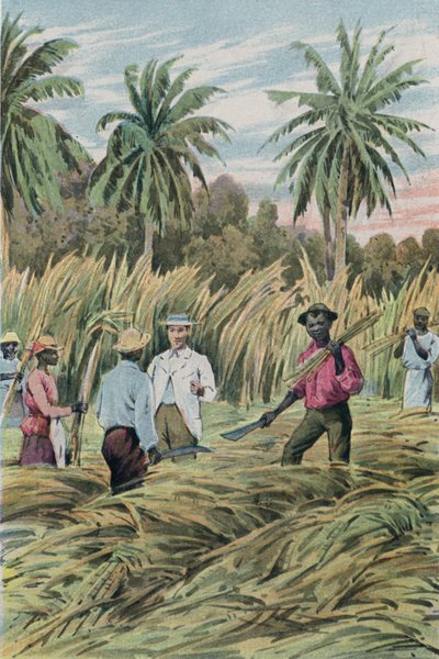Une plantation de sucre - English School