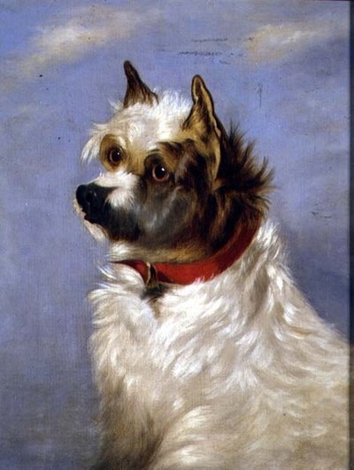 Un terrier avec un collier rouge - English School