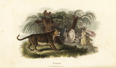 Un tigre, Panthera tigris, effrayé par une femme anglaise brandissant un parapluie - English School
