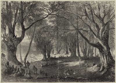 Vue dans la forêt d