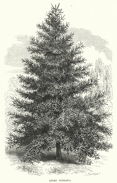 Abies Pinsapo - English School