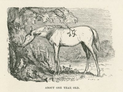 Environ un an (gravure) - English School