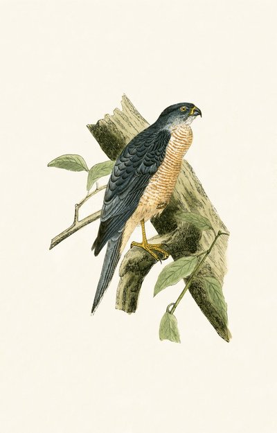 Accipiter Sphenurus, illustration de 