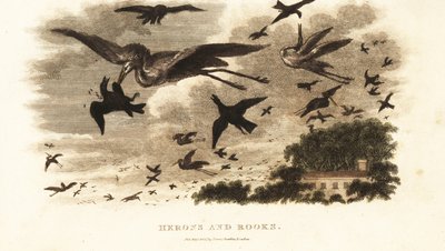 Bataille aérienne entre hérons et corbeaux pour les droits de nidification près de la maison de Daniel Wilson, Dallam Tower, Westmorland - English School